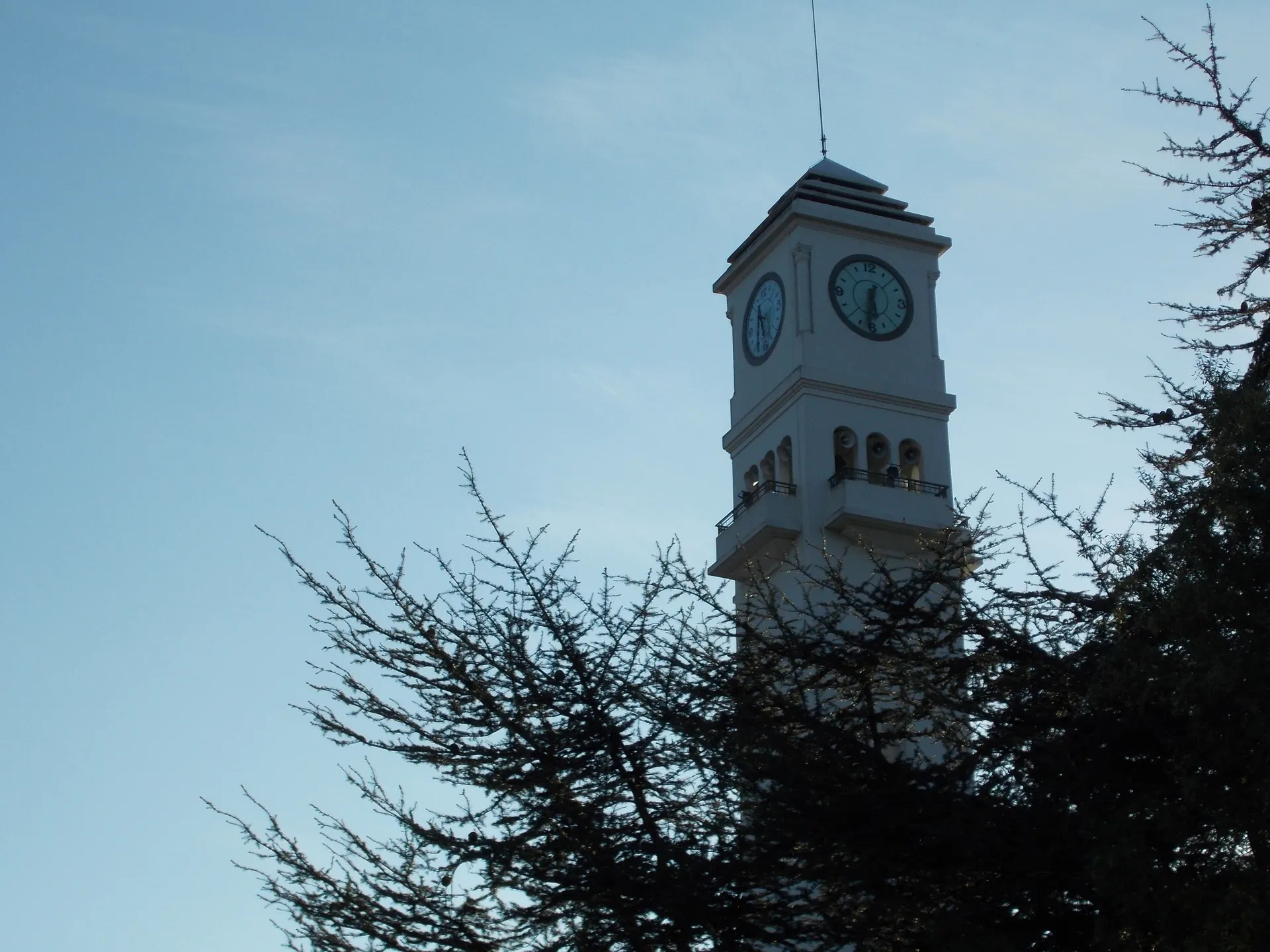 El Campanil de la Universidad de Concepción entre las copas de los árboles.