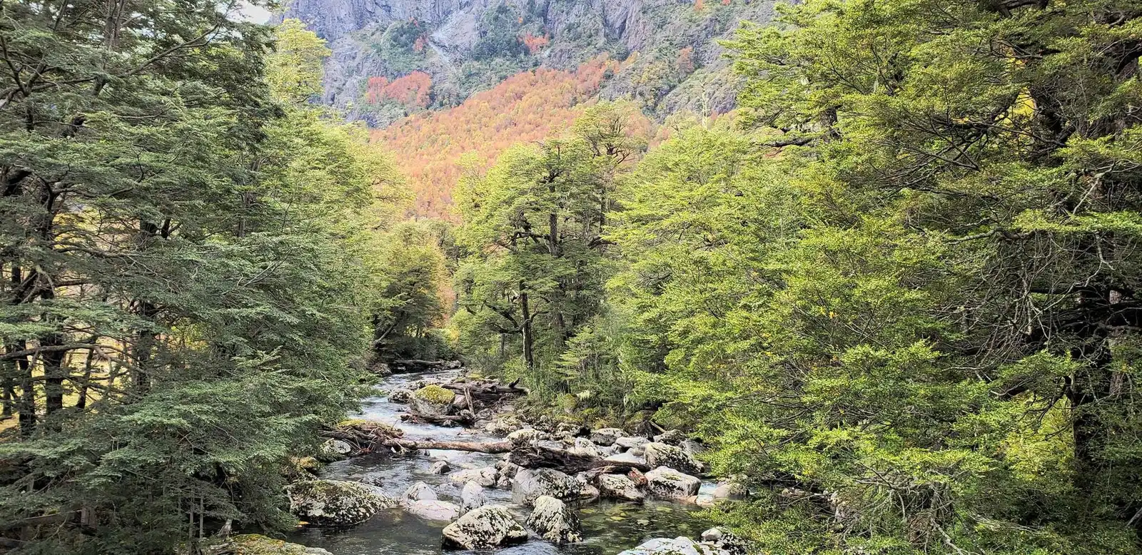 Río entre bosque nativo de coigües.